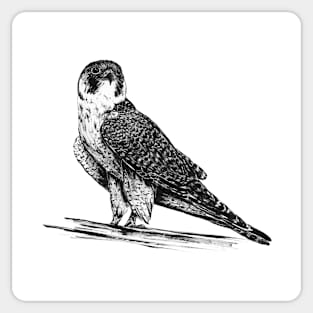 Peregrine Falcon in Nankin ink Sticker